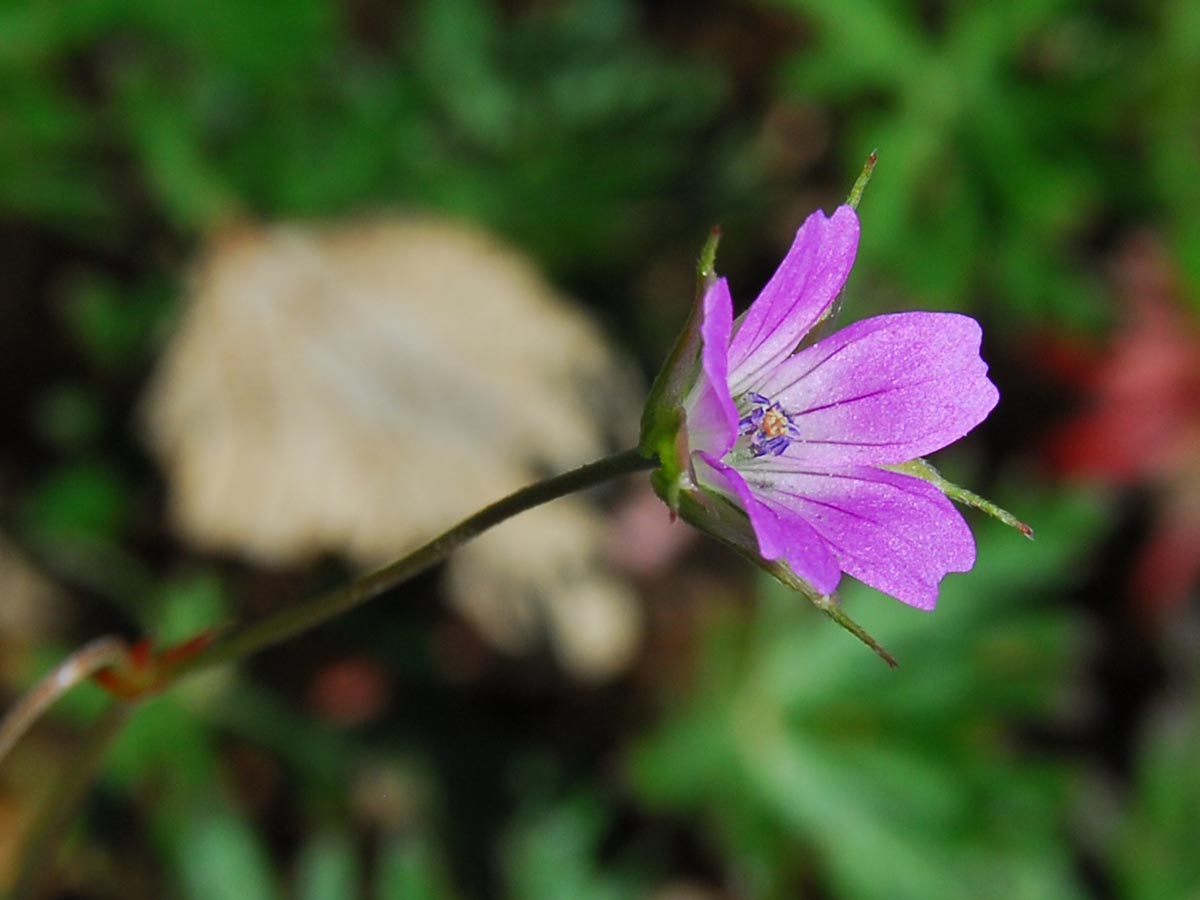 Blüte